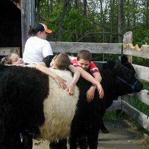 Who wouldn’t love the opportunity to hang out with the famous “Oreo Cookie Cows” of Rockport?