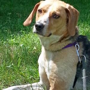 Dora is available for foster and adoption, along with her sister, Iza. They are available as a pair, or as individuals.