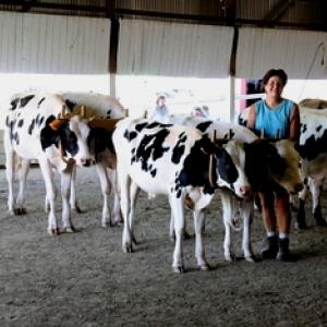 Cows parade at Topsham Fair (Photo courtesy Topsham Fair)