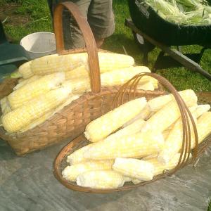 corn