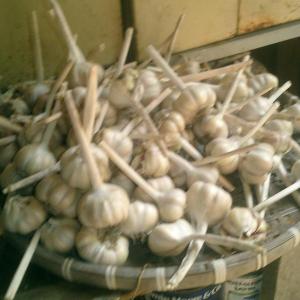 garlic