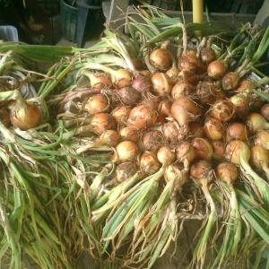 onions