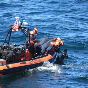 A crew aboard the U.S. Coast Guard vessel Campbell cut a large leatherback turtle free from fishing gear. (Photo courtesy U.S. Coast Guard)