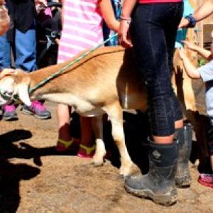 Children pet goat shown by a 4-H student at Aldermere Farm (Photo courtesy of Aldermere Farm)