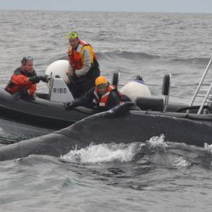 Provincetown Center for Coastal Studies and Marine Patrol in a rigid hull inflatable responding to an entangled whale in 2014. This is the type of boat Maine Marine Patrol is getting. The soft bottom inflatable will be better for whales and responders than the rigid hull inflatable.