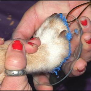 Non-toxic paint and your pet’s paw are all that is needed to create unique Christmas ornaments and coffee mugs, while helping raise funds to fill the shelves of local pet food pantries.