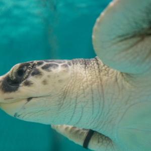 A recently rescued Kemp's Ridley turtle swims in a tank before being taken out and flown to Florida Thursday, Jan. 7. This turtle, along with 24 others, is being transported by the Coast Guard Auxiliary after they became stuck in the arm of Cape Cod on their way back down to warmer waters for the winter. (U.S. Coast Guard photo by Petty Officer 3rd Class Ross Ruddell)