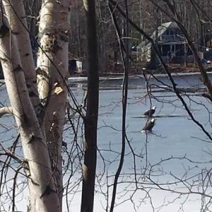 eagles on ice