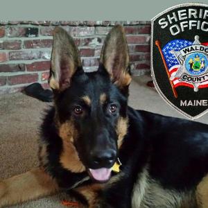 Brock is a 7-month-old black and tan German shepherd dog. (Courtesy Waldo County Sheriff’s Office/Facebook)