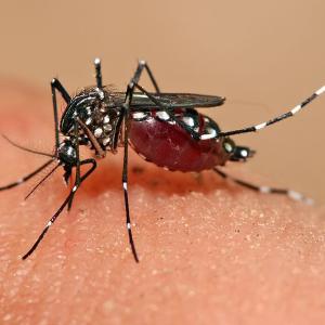 Aedes aegypti mosquito feeding. (Photo by Muhammad Mahdi Karim/courtesy Wikepedia)