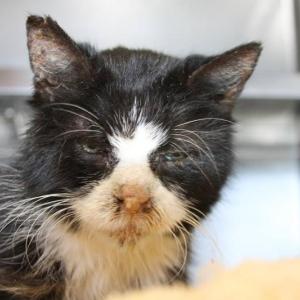 ‘Saint’ after he was brought in to Pope Memorial in critical condition. (Photo courtesy Pope Memorial Humane Society of Knox County)