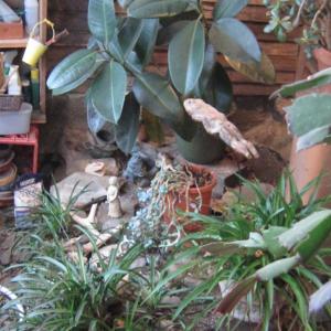 greenhouse