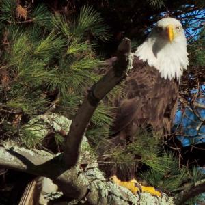 eagle