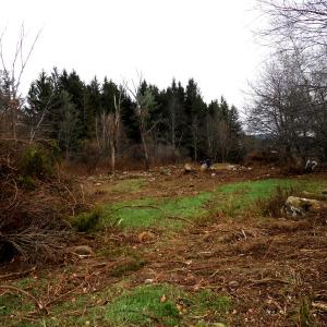 NRCS invasive shrub removal – NRCS cost-share programs assist farmers in mechanical removal of invasive shrubs to return fields to productivity. (Image Courtesy of USDA-NRCS)