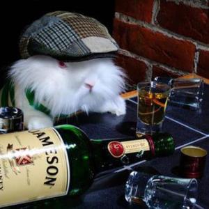 Silly rabbit, Jameson shots are for big kids. Photo courtesy The Narrows Tavern.