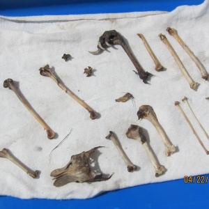 bones