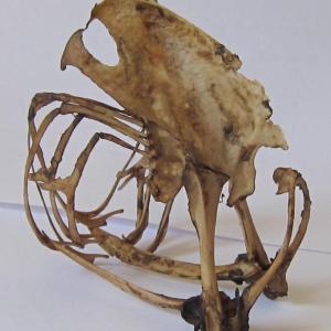 rib cage