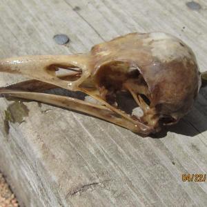 skull