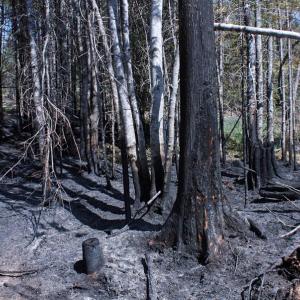 Woods and wildfires can have devastating and lasting effects on the flora and fauna of the area, including killing young and newborn animals and displacing others. This photo is from a woods fire in Searsmont in May 2015 that took three days, more than 100 people and a state helicopter with water to finally extinguish. (Photo by Holly S. Edwards)