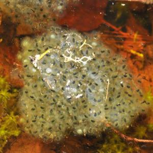 Wood frog eggs.