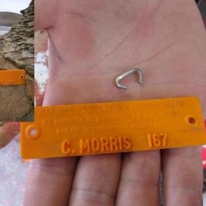 One of Corey Morris’ trap tags discovered on Billiacru Beach SW of the Orkney Islands in Scotland (inset) and another tag with a hog ring in Corey’s hand. (Photo by Kay Stephens and Martin Gray)