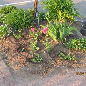lee’s garden