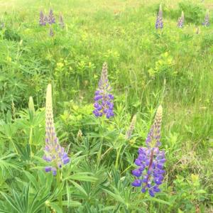 lupine