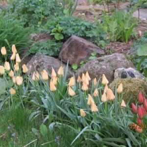 tulip