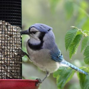 Not an unfamiliar bird to anyone in New England, big, noisy blue jays only just discovered our feeders in the past week.