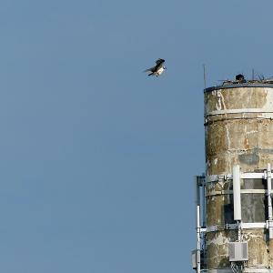 An osprey comes in for a landing on a new nest a pair is building atop the Knox Mill smokestack in downtown Camden. (Photo by Janice Gates)