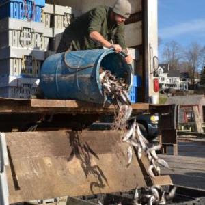 The working harbor. (Photo by Lynda Clancy)