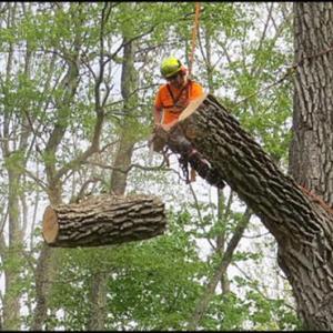 Travis Hamilton of Arbor Tech, drops a section of tree. (Photos by Maynard Stanley Jr,)