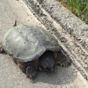 turtle