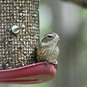 Luckily for this female rose-breasted grosbeak, feeding song birds from your backyard feeder is very much allowed in Camden. (Photo by Holly S. Edwards)