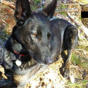 Maine Warden Service K9 Duchess. (Courtesy Maine Warden Service/FB)
