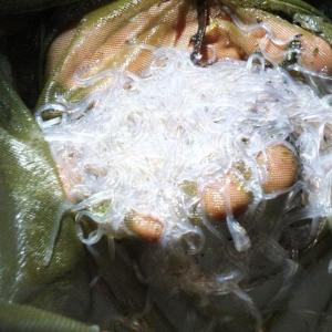 Elver eels, commonly called glass eels, have a translucent body that averages three inches in length. They swim the currents in brackish water at night during high tides. Dan Rizza of Newport displays one night's yield of elver eels caught at Mill Cove in Boothbay Harbor in 2013. (Photo by Ryan Leighton/Boothbay Register)