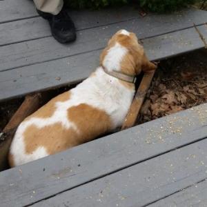 Beatrice is free from her captivity underneath an enclosed deck with the help of Jason Peasley, Rockport Fire Chief, and a chainsaw. (Photo by Sarah Shepherd)