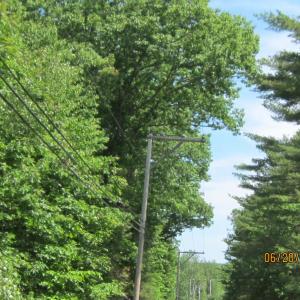 The alley arm on this pole saved the tree next to it because it carries the wires over the road and not through the branches.
Photo by Diane O’Brien alley arm