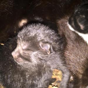 kittens