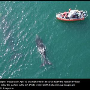 A hexacopter image taken April 18 of a right whale calf surfacing by the research vessel; mom is below the surface to the left. (NOAA Fisheries/Lisa Conger and Elizabeth Josephson)