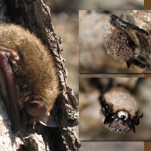 Left, a little brown bat roosting on a tree trunk after exiting a park mine on a winter day. (National Park Service photo by Mark Graham) Right top and bottom, little brown bats with WNS fungus on nose. (MDIFW photos by Jonathan Mays)