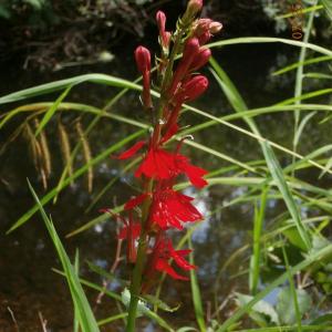 cardinal flower