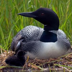 Common loon and chick. (Courtesy BRI/by Daniel Poleschook)