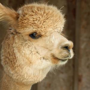 Northern Solstice’s star and most lucrative breeding alpaca is Space Cowboy. He was born in July of 2007 and in 2008 and 2009 won numerous awards. (Photo by Holly S. Edwards)