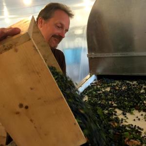 Dave Munson works the back end of the blueberry winnower at Elderflower Farm in Lincolnville on Aug. 2. (Photo by Holly S. Edwards)