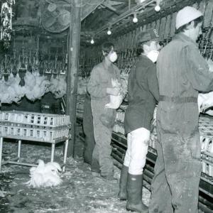 The Penobscot Poultry Company processing plant where Mitch Littlefield worked as a young man. (Photo courtesy Balfast Historical Society)