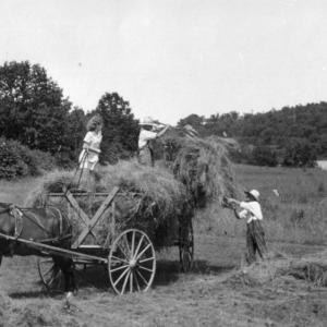 Clarence Thurlow, whose family farmed on Fernalds Neck, is helped with the haying by summer girls, including Elinor Janney. Many, many years later the two would marry.
Photo courtesy of Lincolnville Historical Society haying
