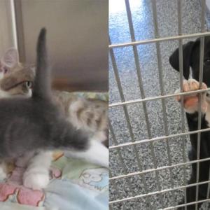 An abandoned kitten, Winken, bonds with a new mother, Snow, who lost her litter, in the shelter’s nursery room, while Svetlana, an eager Labrado-boxer mix, greets visitors from one of the spacious 28 dog kennels. (Photos by Kay Stephens)
