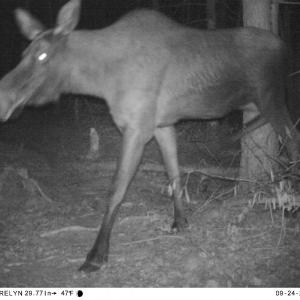 moose