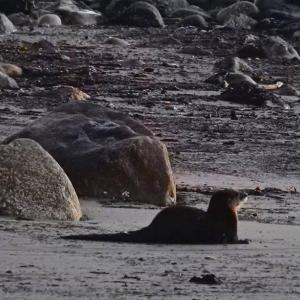 river otter
